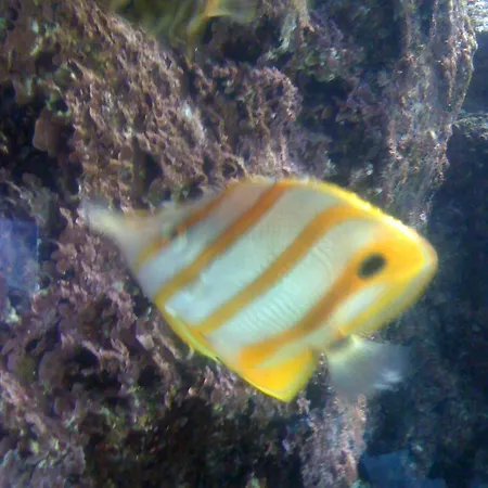 Villa Hippocampe Villa *