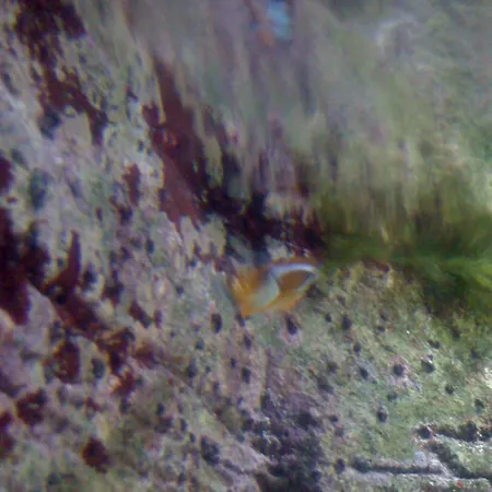 La Palmyre Villa Les Mathes