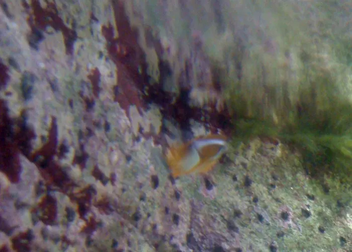 La Palmyre Villa Les Mathes